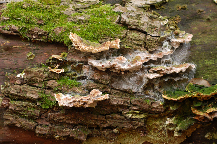 Trametes versicolor parassitizzato